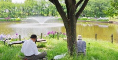 スケッチ「ハナショウブを描く(白鷺公園)」