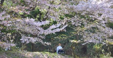 「近つ飛鳥風土記の丘と桜」