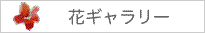 花ギャラリー