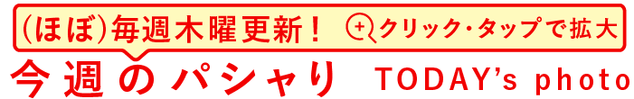 今週のパシャり