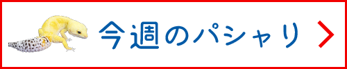 今週のパシャり