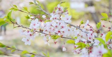 一般クラス「近つ飛鳥風土記の丘の桜」<br>もうそろそろ桜も見納めでしょうか