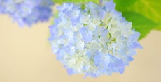 紫陽花も頂きました<br>梅雨の時期、唯一の楽しみ