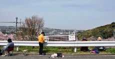満開の桜を写生中!