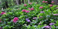 色とりどりの紫陽花がとても綺麗でした!