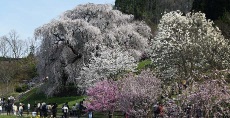 満開の又兵衞桜