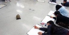 児童画クラスリクガメ写生風景